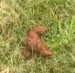 A woman speaks to the camera then takes a dump in the grass next to a pool. About 2.5 minutes.